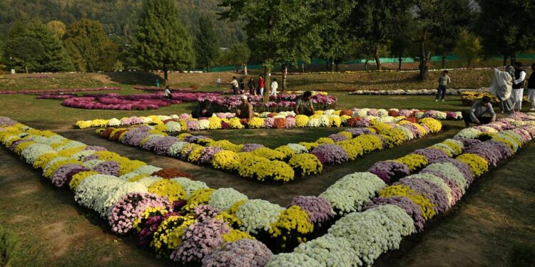 Chrysanthemum Garden at NMBG a proud initiative of Floriculture Department