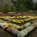 Chrysanthemum Garden at NMBG a proud initiative of Floriculture Department