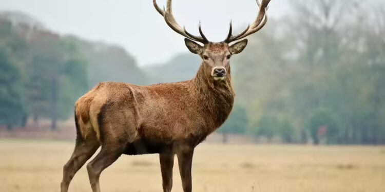 Hangul Population Shows Steady Growth At Breeding Centre In South Kashmir