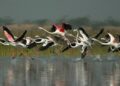 Jammu Kashmir Begins Demarcation Of Hokersar Wetland That Hosts Migratory Birds From Europe