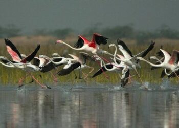 Jammu Kashmir Begins Demarcation Of Hokersar Wetland That Hosts Migratory Birds From Europe