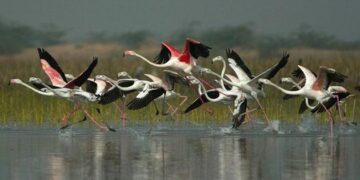 Jammu Kashmir Begins Demarcation Of Hokersar Wetland That Hosts Migratory Birds From Europe