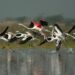 Jammu Kashmir Begins Demarcation Of Hokersar Wetland That Hosts Migratory Birds From Europe