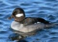 Ducks Could Revive Kashmir’s Dying Lakes — A Natural Solution with Economic Promise