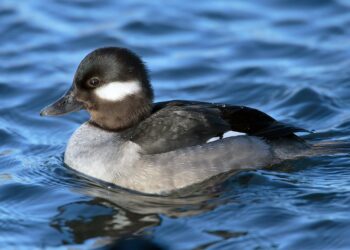 Ducks Could Revive Kashmir’s Dying Lakes — A Natural Solution with Economic Promise