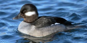 Ducks Could Revive Kashmir’s Dying Lakes — A Natural Solution with Economic Promise