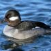 Ducks Could Revive Kashmir’s Dying Lakes — A Natural Solution with Economic Promise