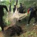Over 15,000 human-wildlife conflict cases in 2 years, no major spike: J&K Govt